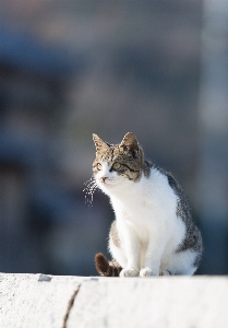 Foto Branco animal bonitinho gatinho