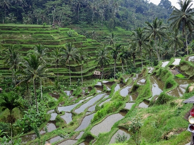 Landscape forest flower valley Photo