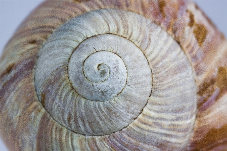 Natur holz spiral- makro Foto