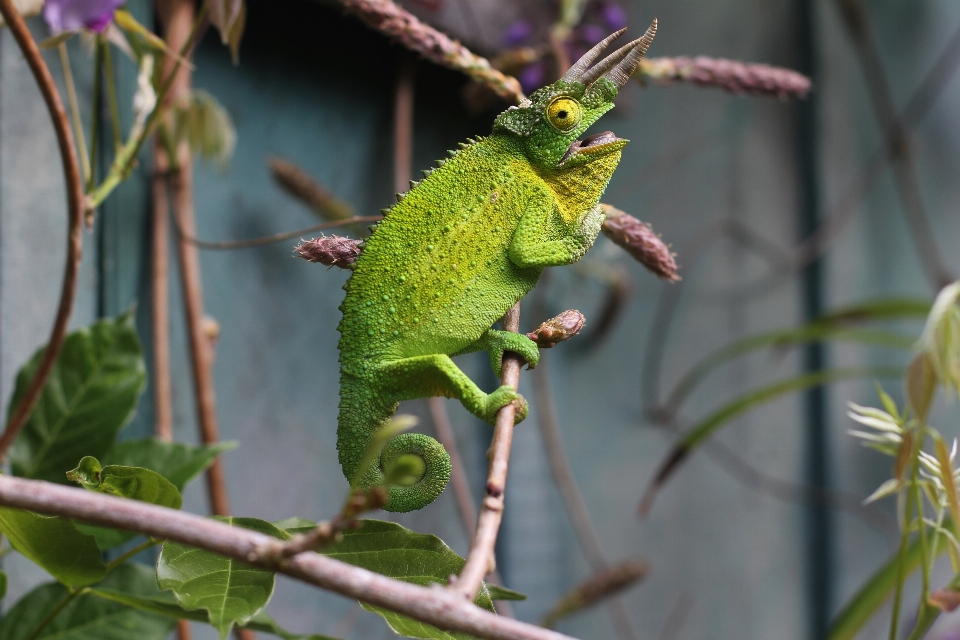 Bifurquer faune vert botanique
