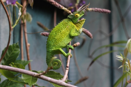 Photo Bifurquer faune vert botanique
