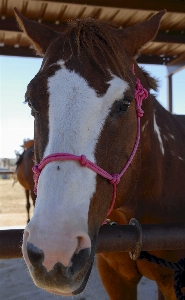 Farm animal standing portrait Photo