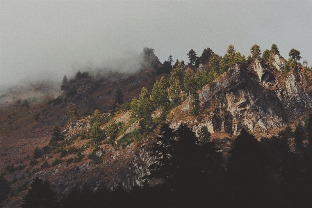 木 森 荒野
 山 写真