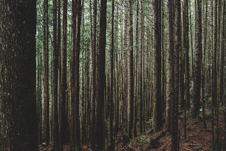 Tree nature forest swamp Photo