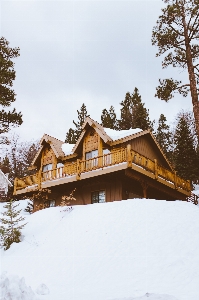 Foto Albero montagna nevicare inverno