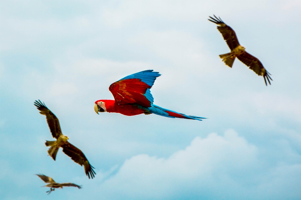 Burung sayap awan langit