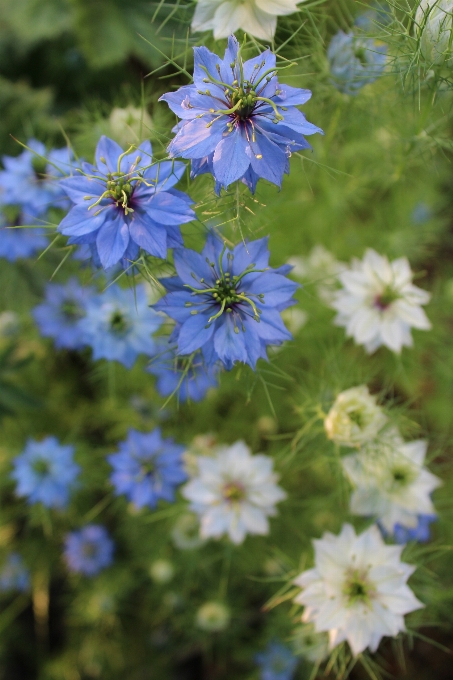 Blüte anlage wiese
 blume