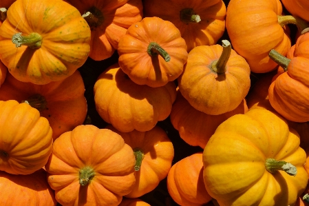 Anlage blume orange produzieren Foto