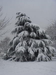 Landscape tree outdoor mountain Photo