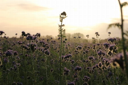 Nature grass blossom plant Photo