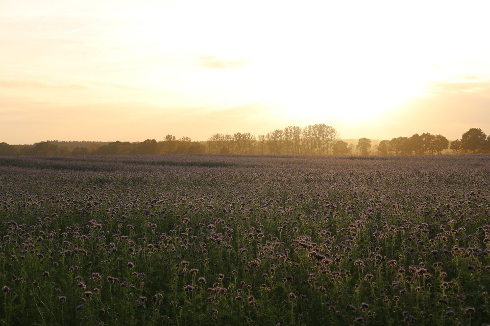 Landscape nature grass horizon