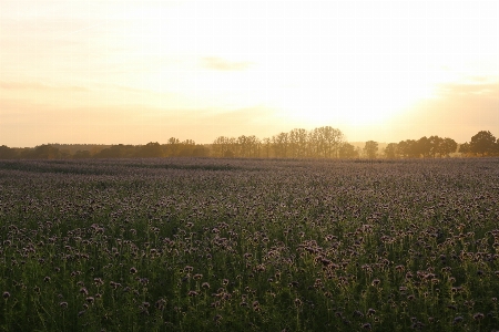 Landscape nature grass horizon Photo