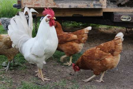 Bird farming beak chicken Photo