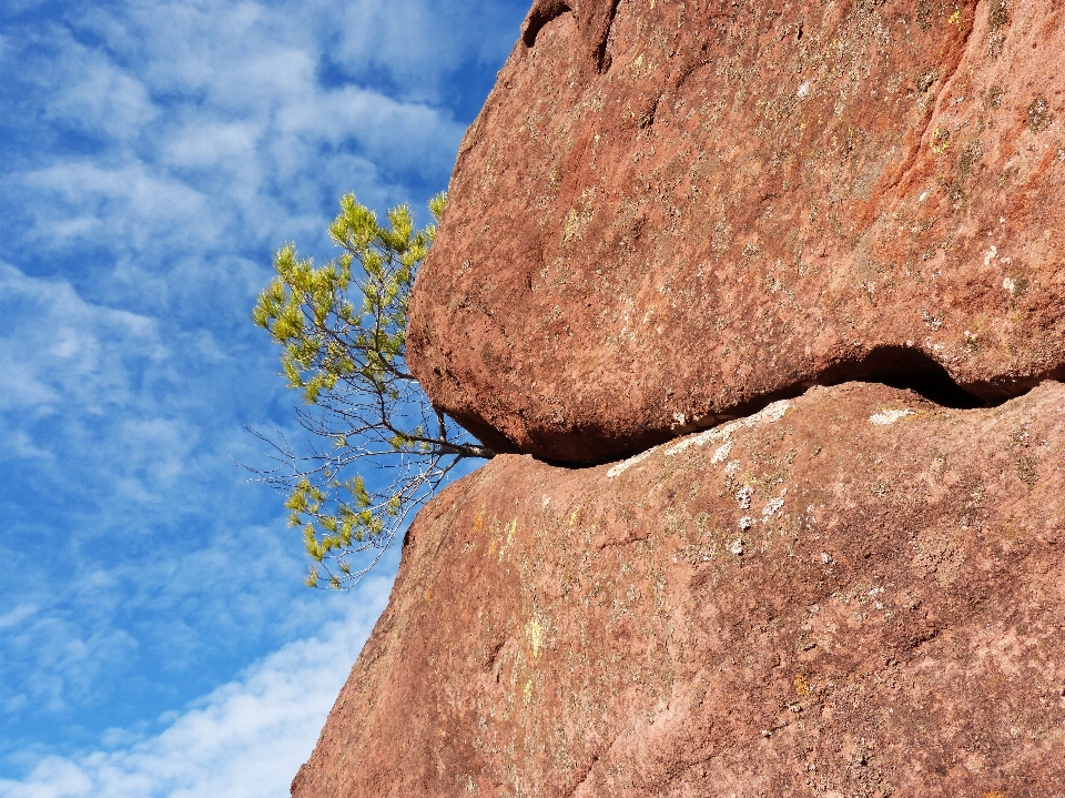 árbol naturaleza rock cielo