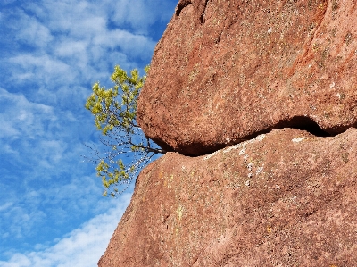 Tree nature rock sky Photo