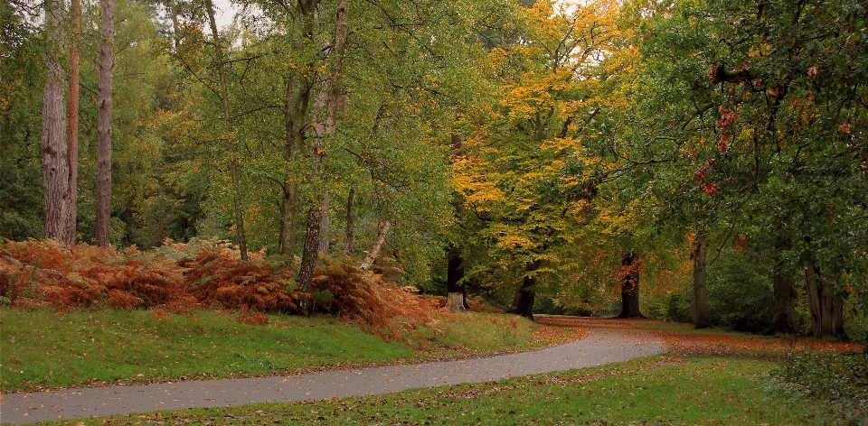 Landschaft baum natur wald