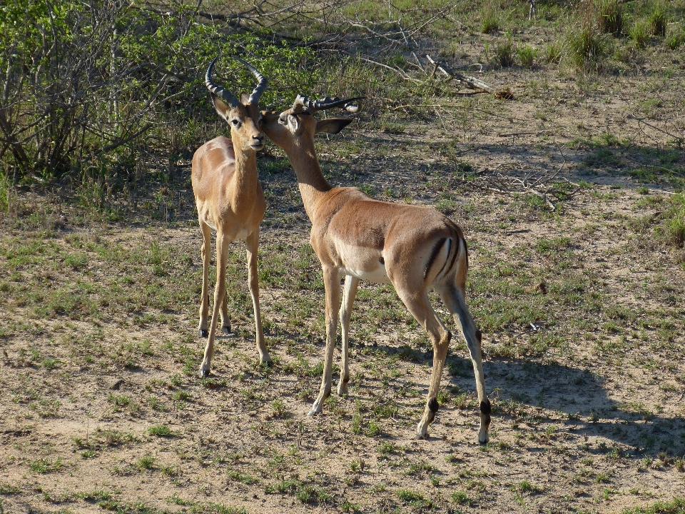 自然 荒野
 動物 野生動物