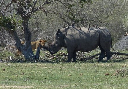 Nature wilderness adventure animal Photo