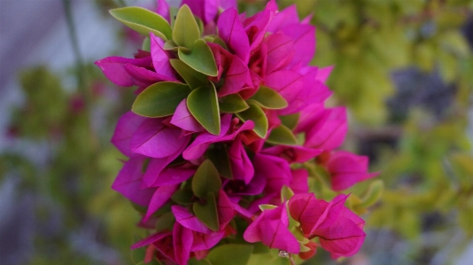 Blossom plant flower petal Photo