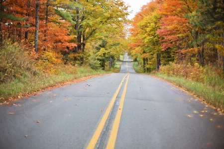 Tree nature forest road Photo