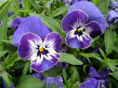 Blossom plant flower purple Photo