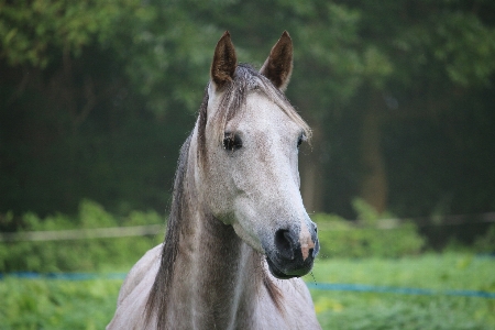 Fog pasture horse autumn Photo