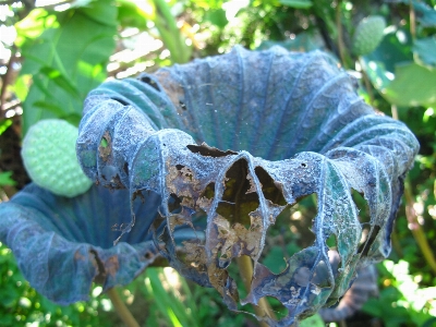 自然 森 植物 葉 写真