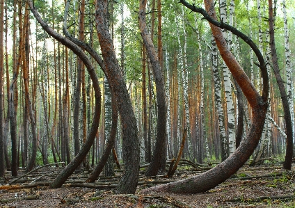 Foto árvore natureza floresta pântano