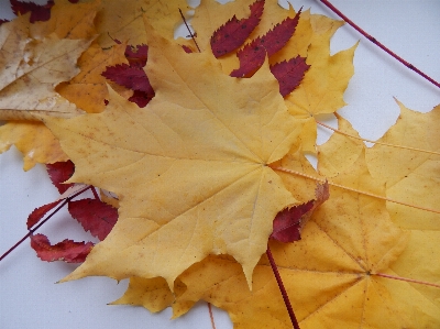 Tree branch plant leaf Photo