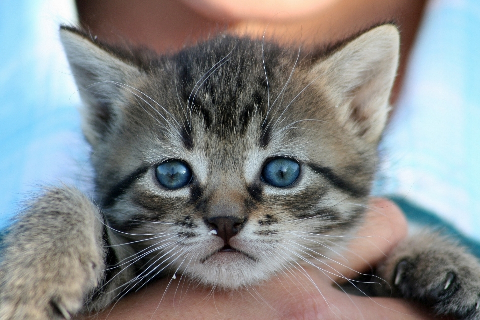 Animal gatito gato atigrado
