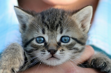 Photo Animal chaton chat tigré
