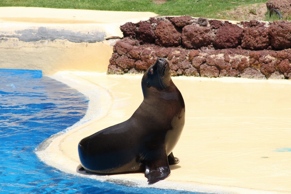 水 自然 夏 動物園