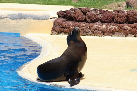 Water nature summer zoo Photo