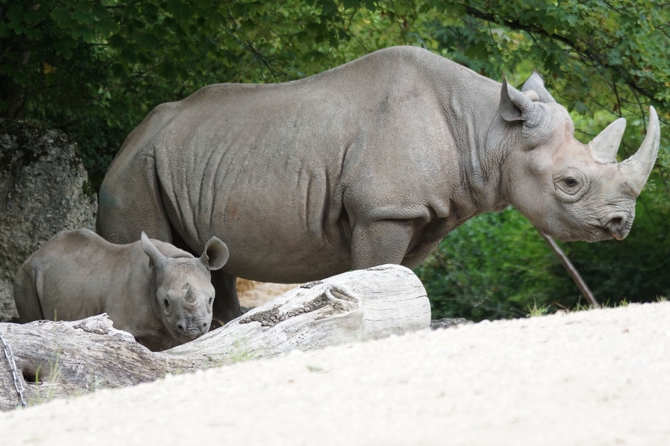 Faune zoo jeune mammifère