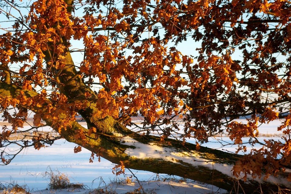 Landschaft baum natur wald