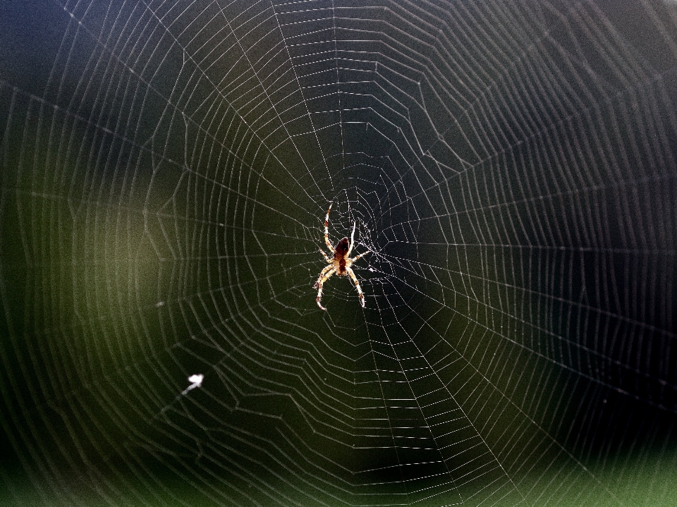 Naturaleza ala escalofriante telaraña
