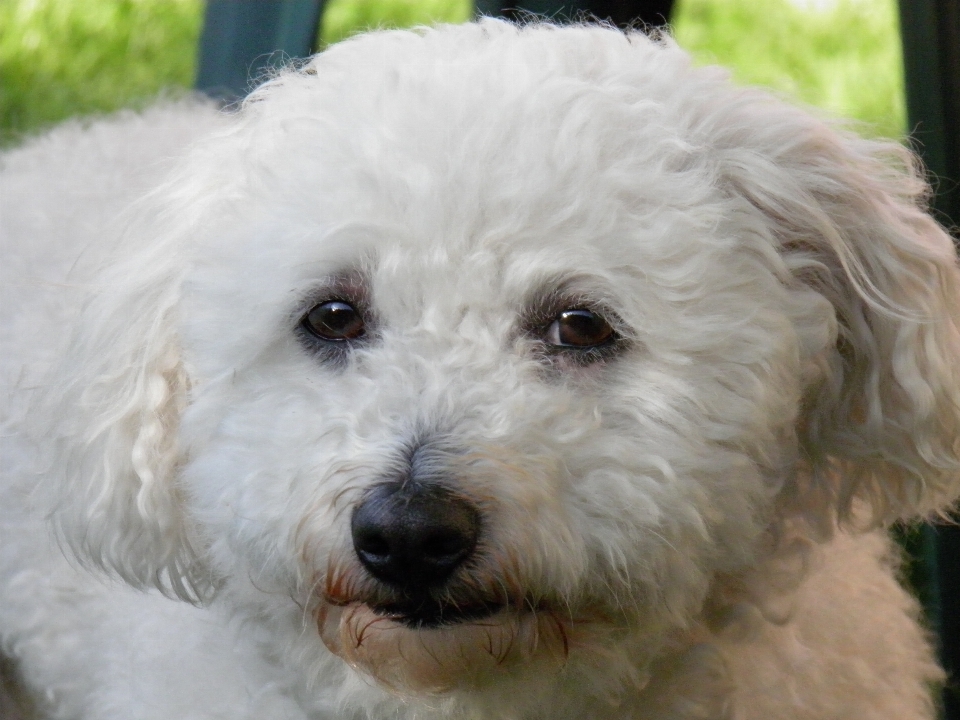 Bianco cane animale domestico