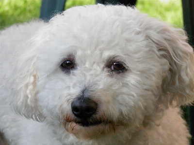 Foto Branco cachorro animal bicho de estimação