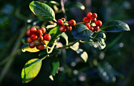 Tree nature branch plant Photo