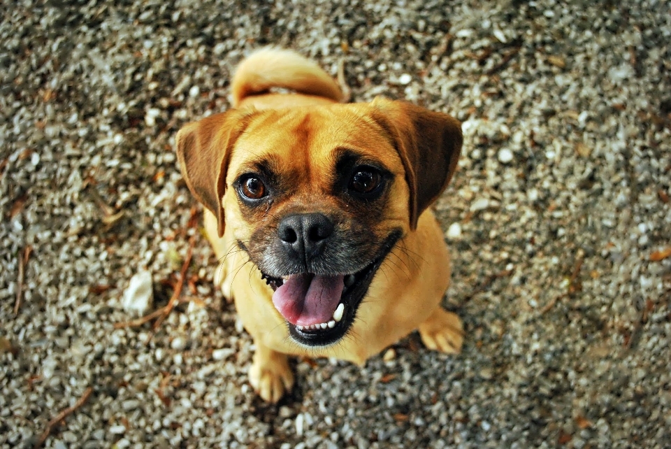 Filhote de cachorro bonitinho bicho estimação