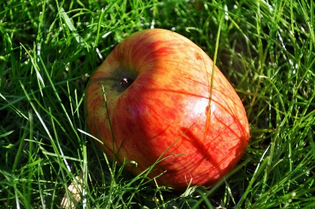 Apple tree nature grass Photo