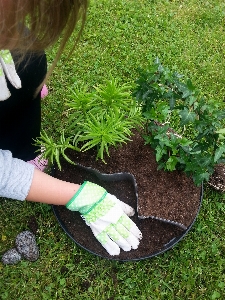 Tree grass plant girl Photo