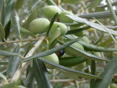 Tree branch plant fruit Photo