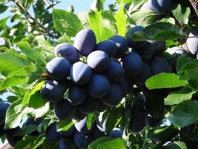 Branch plant fruit flower Photo