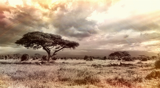 Landscape tree nature outdoor Photo