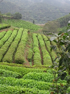 Landscape field tea flower Photo