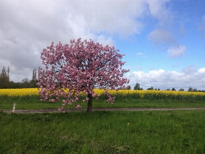 Landscape tree nature grass Photo