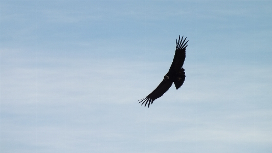 Landscape bird wing sky Photo