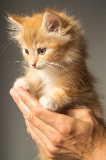 Mano animale carino domestico