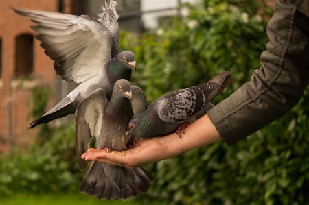 Hand nature person bird Photo